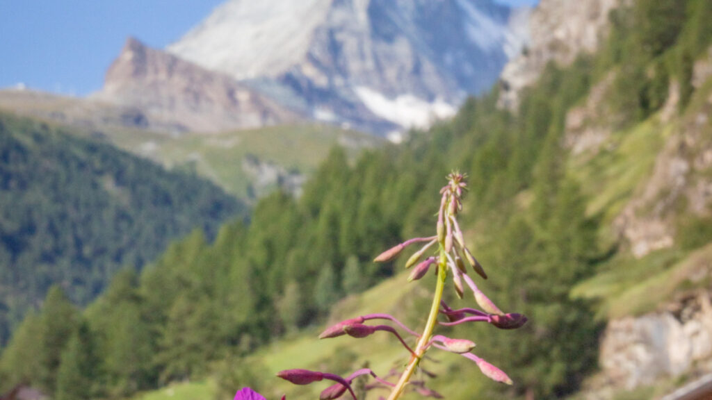Pourquoi choisir les Alpes du Sud en été ? Randonnée, lacs et nature...